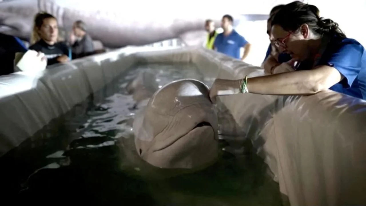 Pareja de belugas es trasladada desde la devastada Járkov en Ucrania a España