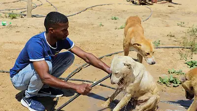 El intenso calor en Gaza podría agravar la crisis sanitaria de los palestinos, advierte la OMS El intenso calor en Gaza podría agravar la crisis sanitaria de los palestinos, advierte la OMS