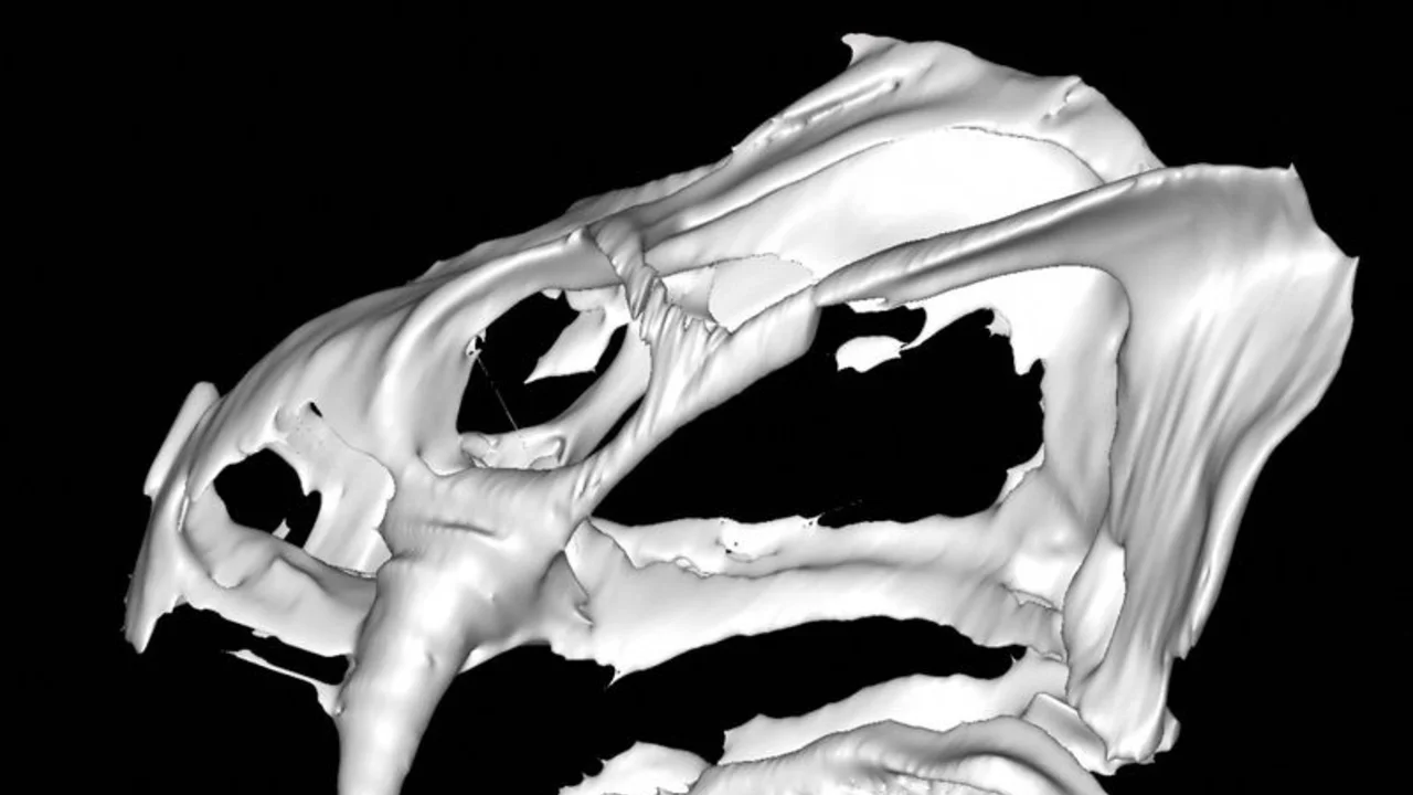 Un antiguo animal parecido a un cerdo muestra inicios de la evolución del cerebro de los mamíferos