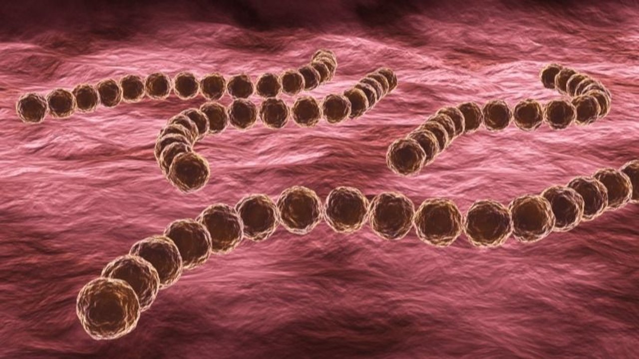 Streptococcus pyogenes