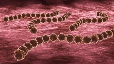 Streptococcus pyogenes Streptococcus pyogenes