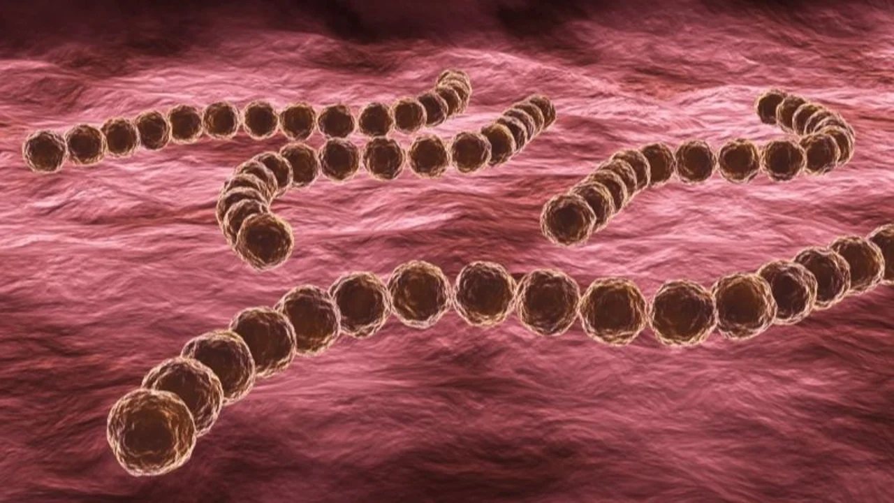 Streptococcus pyogenes