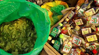Perú registra leve disminución de cultivos de hoja de coca tras siete años de avances consecutivos Perú registra leve disminución de cultivos de hoja de coca tras siete años de avances consecutivos