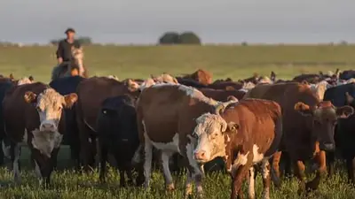 Fuerte acusación al sector agropecuario: "Tienen el termómetro fiscal selectivo" Fuerte acusación al sector agropecuario: "Tienen el termómetro fiscal selectivo"
