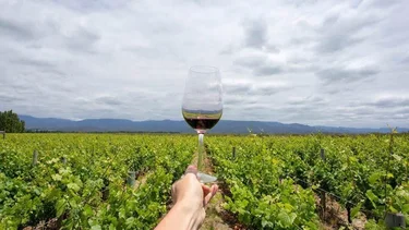 Los 13 vinos argentinos premiados en Londres