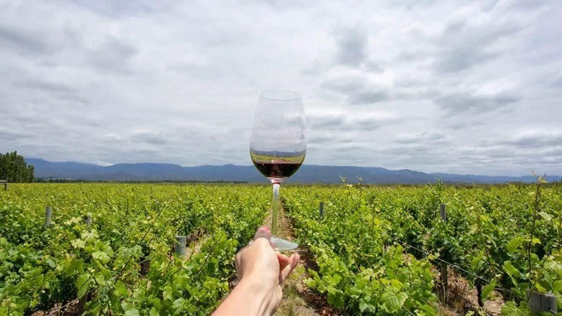 Copa de vino con un viñedo de fondo
