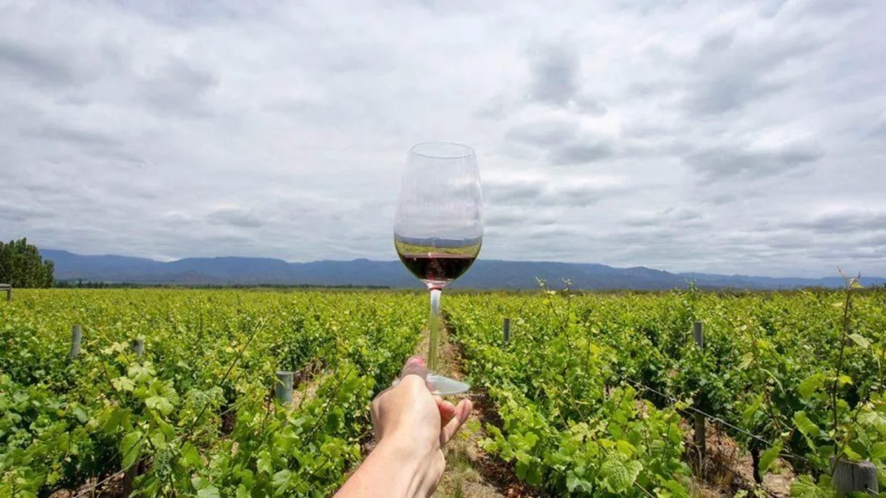 Copa de vino con un viñedo de fondo