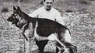Chonino, perro policía. Chonino, perro policía.