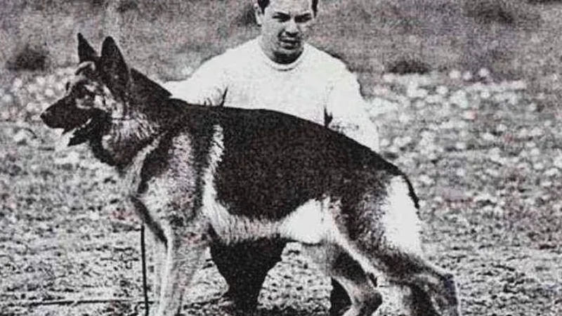 Chonino, perro policía.
