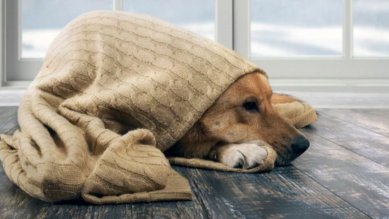 Dónde deben dormir los perros.