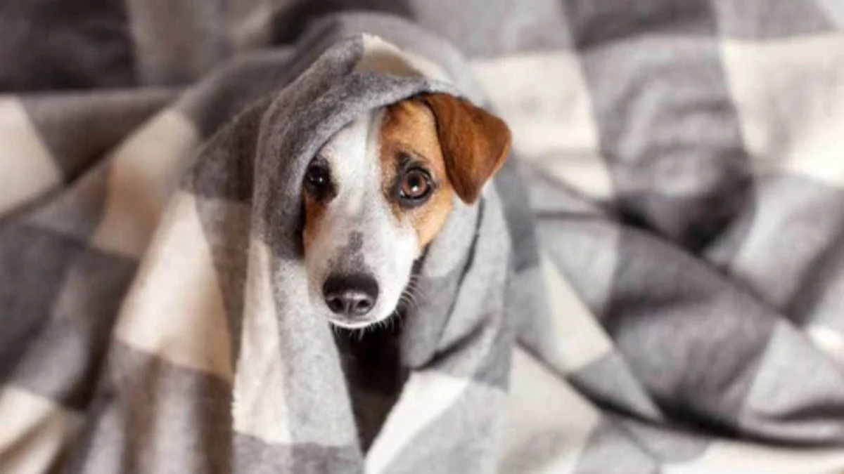 Qué hacer con mi perro durante el invierno.