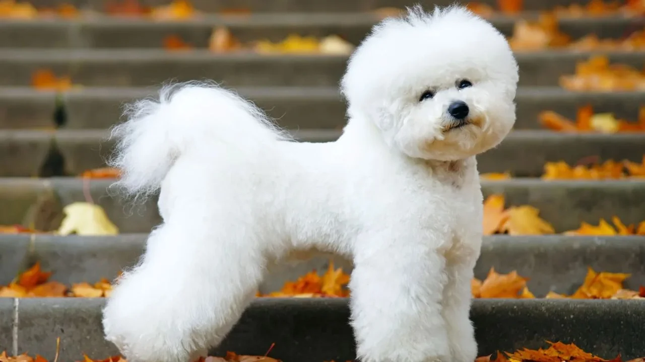 Bichón Frisé.