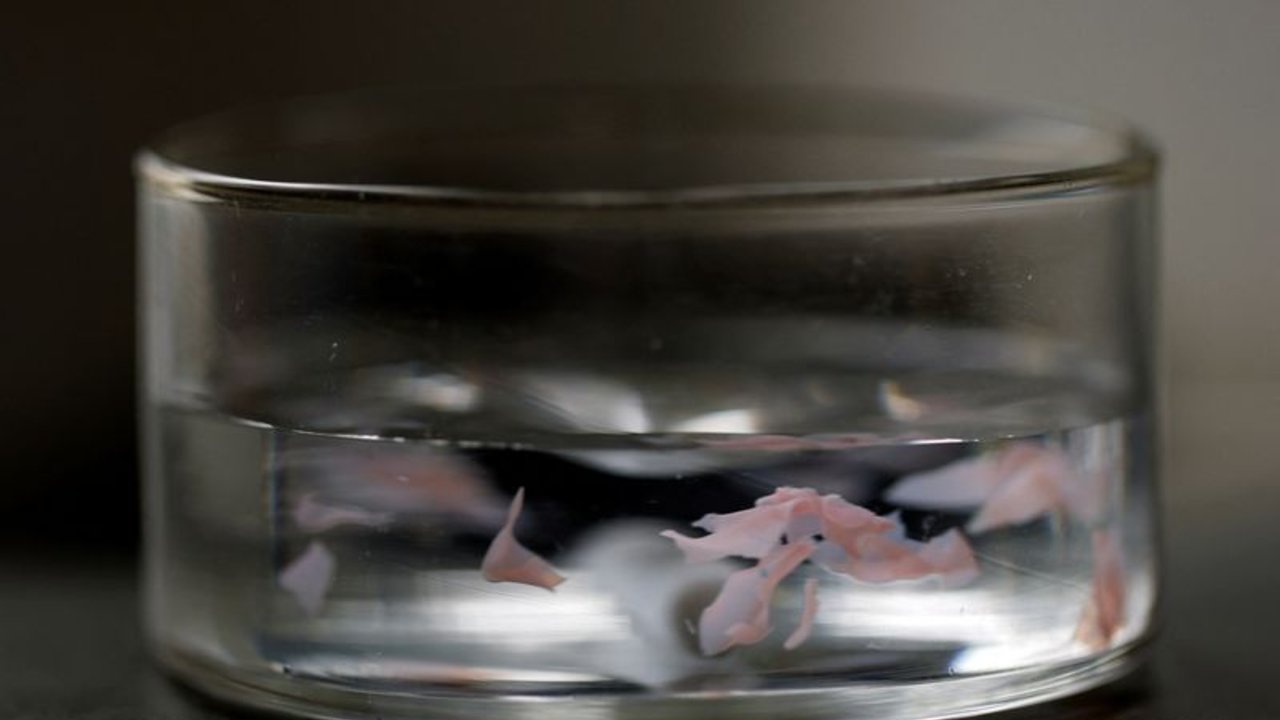 Científicos japoneses desarrollan un plástico que se disuelve en agua de mar en cuestión de horas