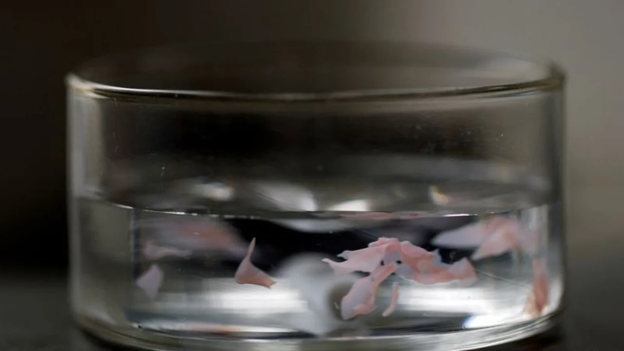 Científicos japoneses desarrollan un plástico que se disuelve en agua de mar en cuestión de horas