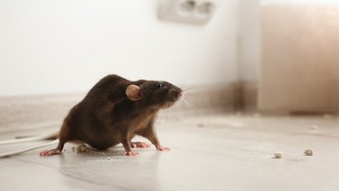 Lo odian las ratas: el olor que debe tener tu casa para evitarlas