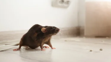 Lo odian las ratas: el olor que debe tener tu casa para evitarlas