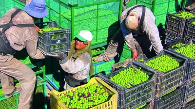 Tras la crisis económica nacional, anunciaron despidos en una empresa olivícola en La Rioja Tras la crisis económica nacional, anunciaron despidos en una empresa olivícola en La Rioja