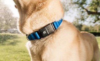 Este es el collar con IA que revoluciona el cuidado de tu perro | Mascotas