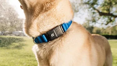 Este es el collar con IA que revoluciona el cuidado de tu perro
