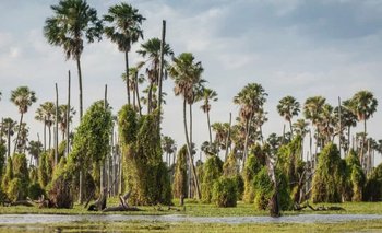 Unitán: el proyecto forestal que cotiza en la Bolsa Argentina de Carbono | Medio ambiente
