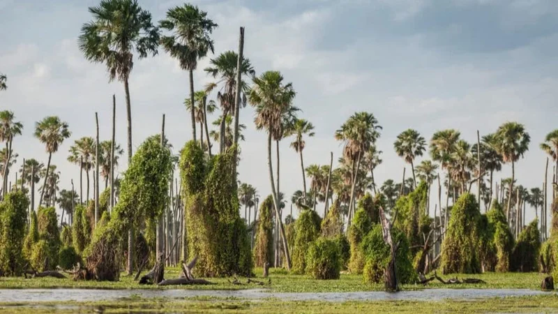 Unitán: el proyecto forestal de Formosa que cotiza en la Bolsa Argentina de Carbono