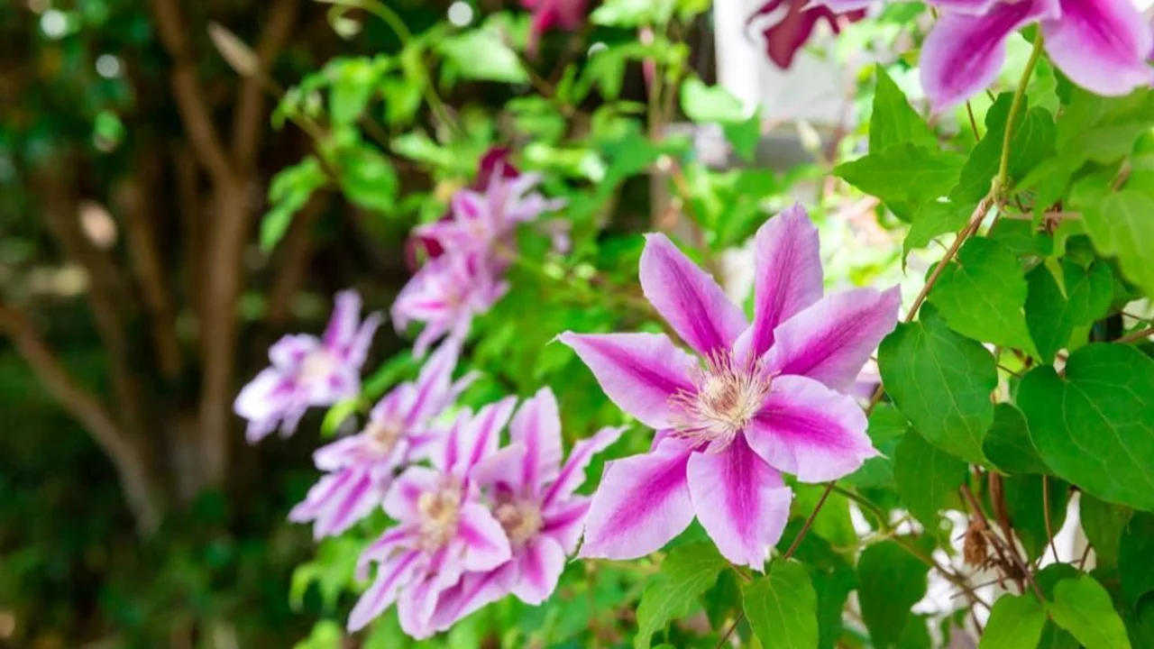 Cuál es la planta trepadora con flores exóticas. Cuidados de la clemátide, la planta trepadora que da unas flores violetas. 