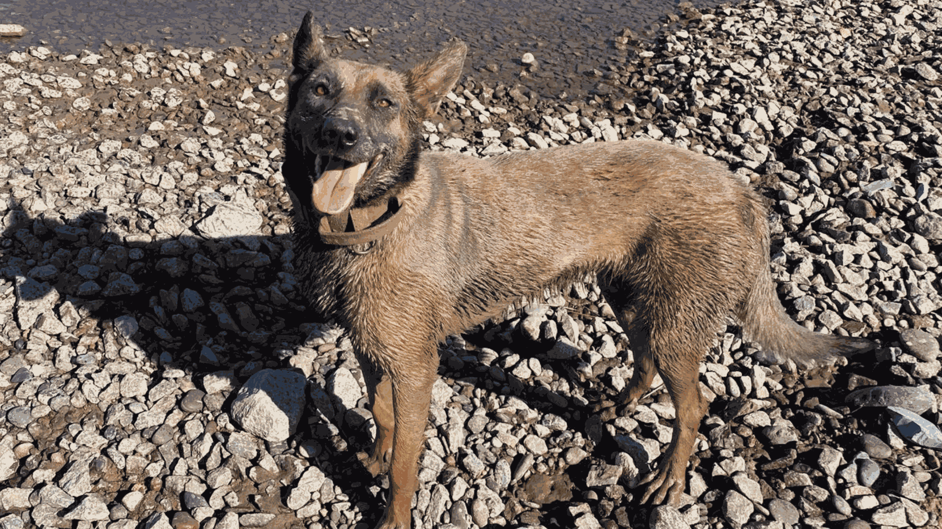 Se llama Tokio y encontró a una de las hermanas Hecker de Bahía Blanca gracias a su incansable trabajo: cómo es ser perro policía, un rol silencioso y poco conocido