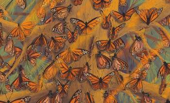 El viaje de la mariposa: un libro para chicos que cautiva los corazones adultos | Libros