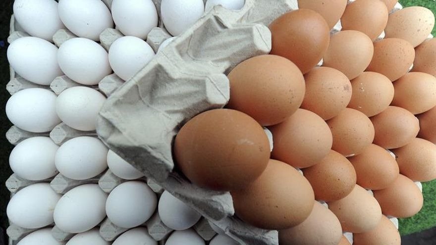 huevos, alimentos, huevos blancos, huevos marrones