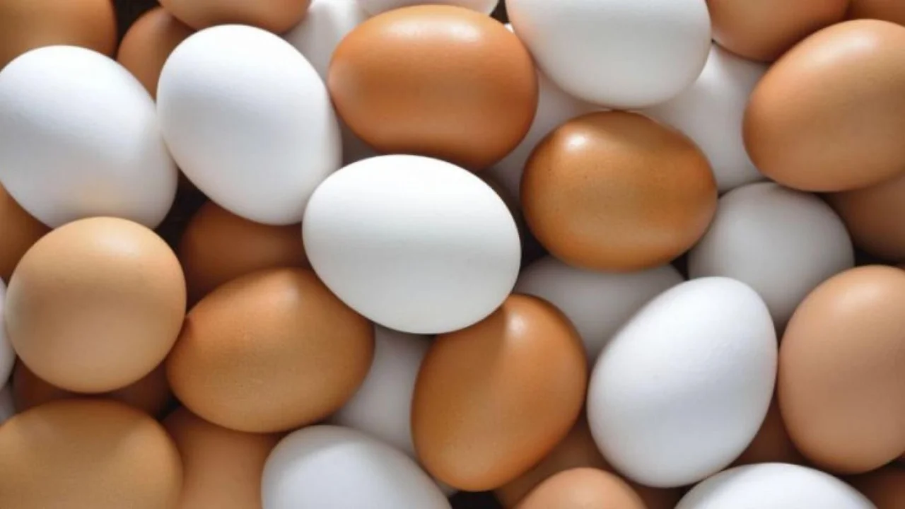 huevos, alimentos, huevos blancos, huevos marrones