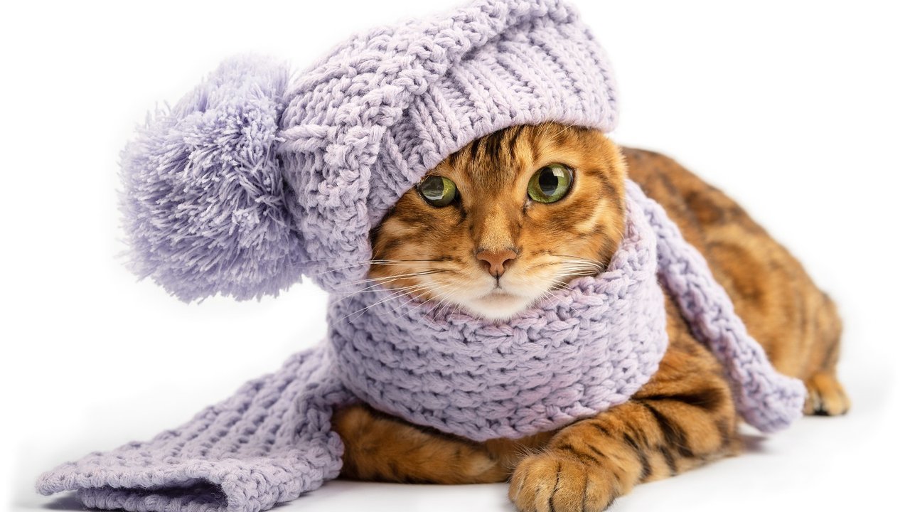 Gato en invierno