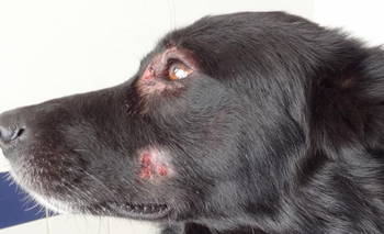 Pioderma en perros: qué es, causas y tratamiento | Mascotas