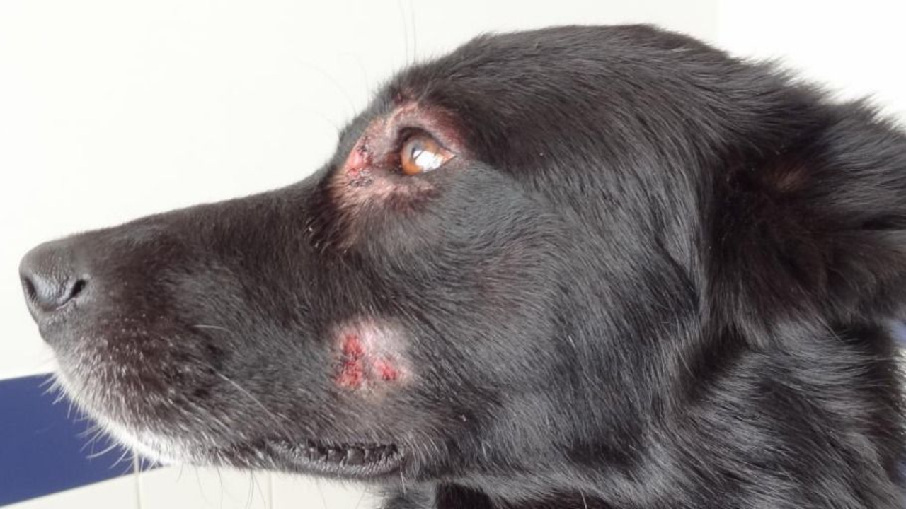 Pioderma en perros.