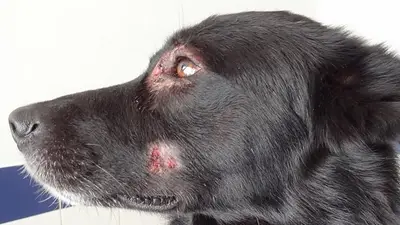 Pioderma en perros. Pioderma en perros.