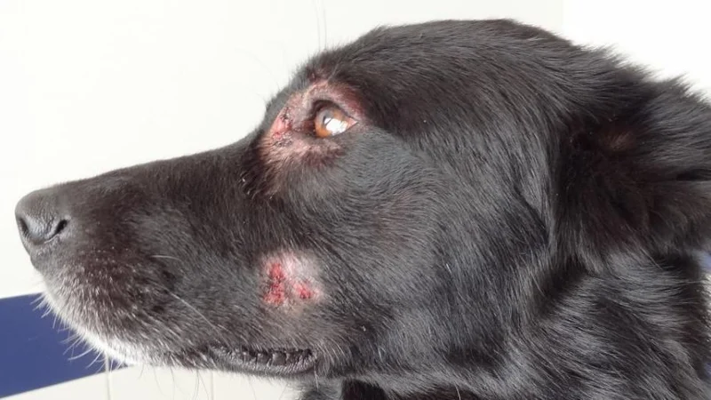 Pioderma en perros.