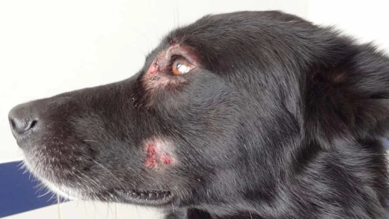 Pioderma en perros.