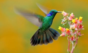 Seguro no las conocías: las flores que podés plantar en tu jardín para atraer colibríes | Jardines