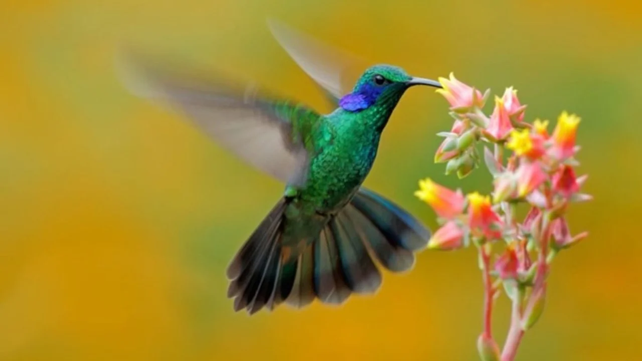 Cuáles son las flores que atraen a los colibríes. Flores para poner en el jardín que atraen a los colibríes. Cómo cuidar las flores para que no mueran.