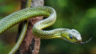 Qué tengo que hacer si encuentro una serpiente en mi casa