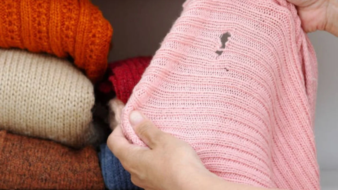 Cómo cuidar la ropa de las polillas. 
