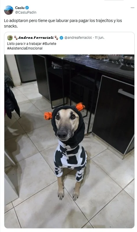 perro, ropa, abrigo, frío, invierno