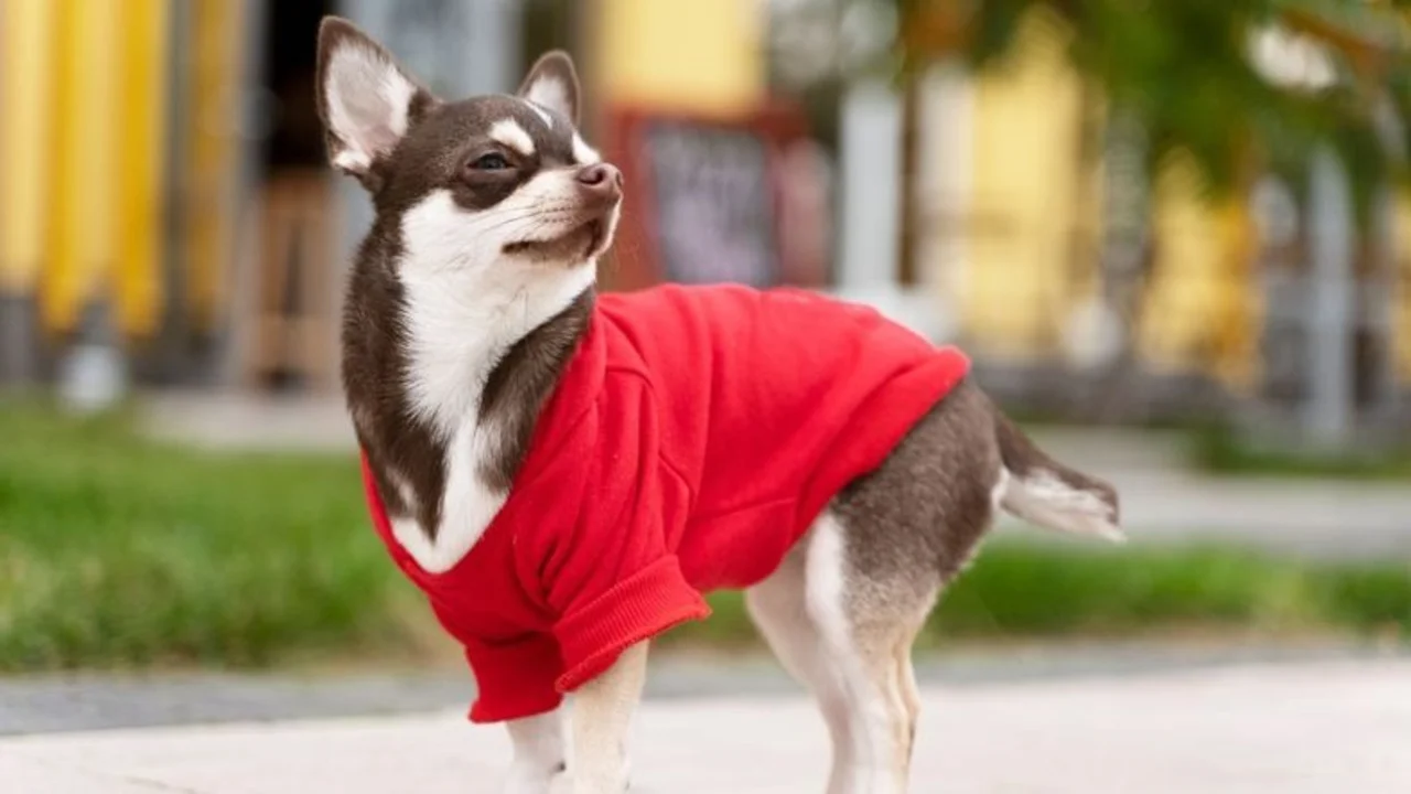 perro, ropa, abrigo, frío, invierno