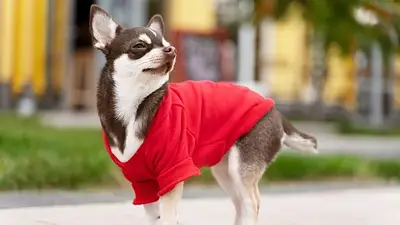 perro, ropa, abrigo, frío, invierno perro, ropa, abrigo, frío, invierno