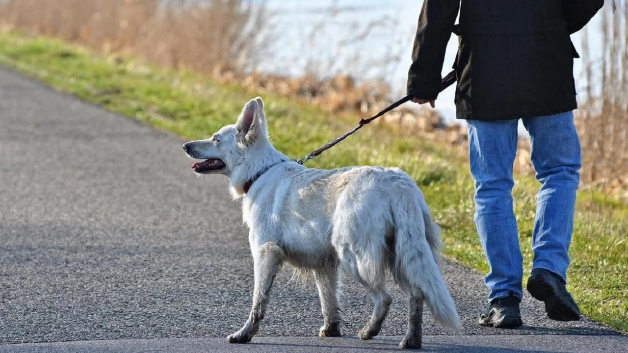 Sacar perrro a pasear.