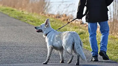 Sacar perrro a pasear. Sacar perrro a pasear.
