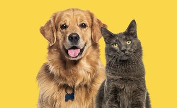 ¿Cómo limpiar los pelos de perros y gatos en la ropa? | Perros