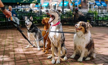 El horario clave para pasear a tu perro en invierno y cuándo evitarlo | Mascotas