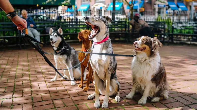 Pasear perro.