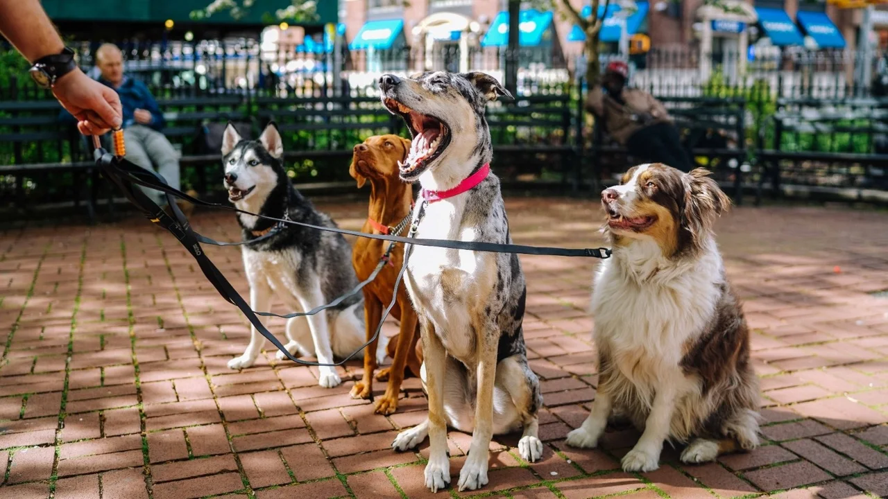 Pasear perro.
