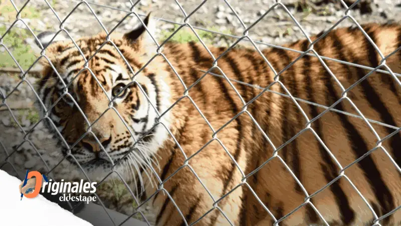 ¿Llegó el fin de los zoológicos? La verdad detrás de los ecoparques y el